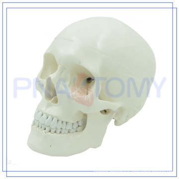 ПНТ-0150 подгонять классический человеческий череп модель для больницы